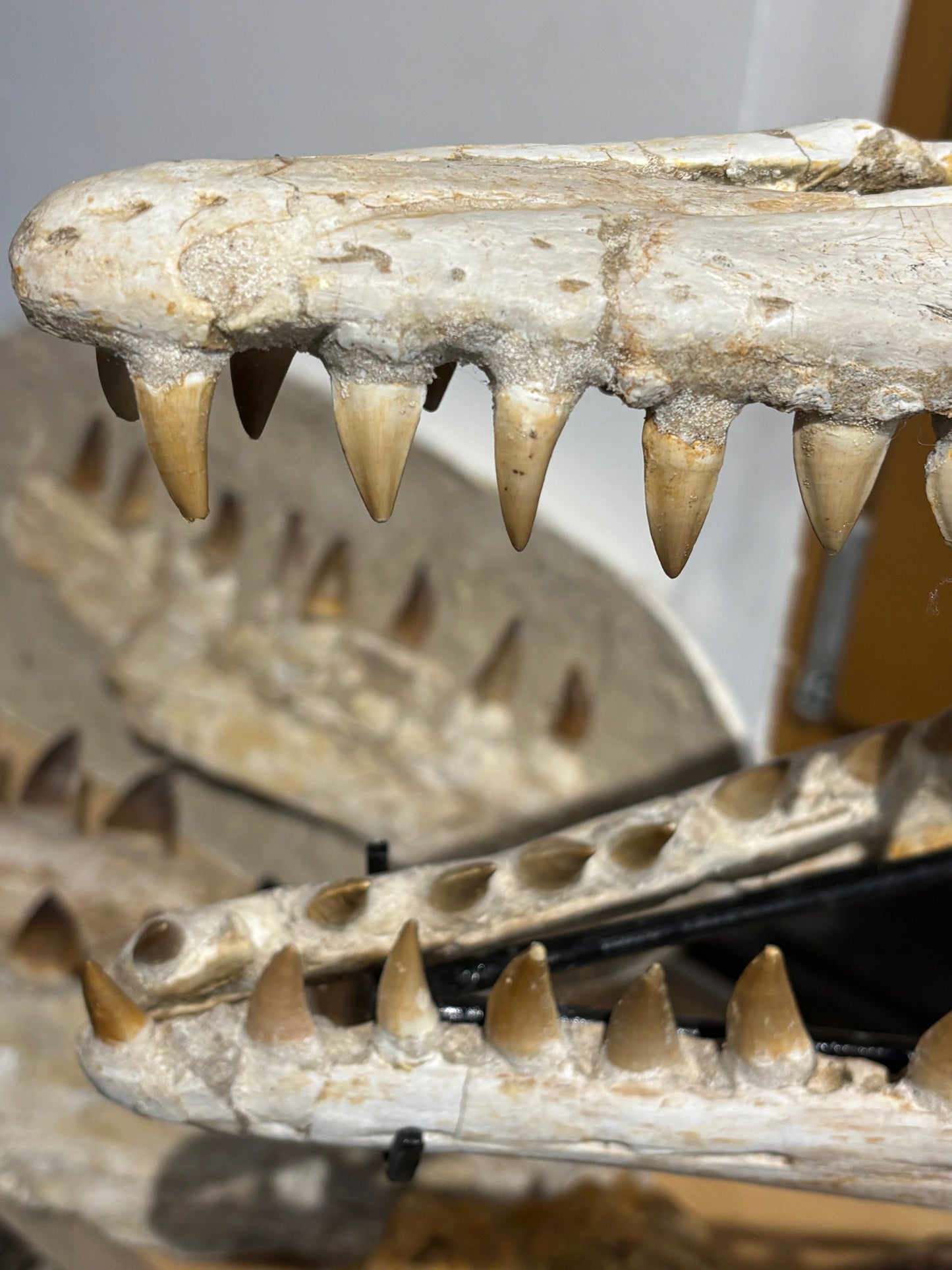 Riesiger versteinerter Mosasaurier Kopf über 45cm Länge, Rarität Fossil in bester Qualität, Großhandelspreis Mosasaurus riesiger Wassersaurier