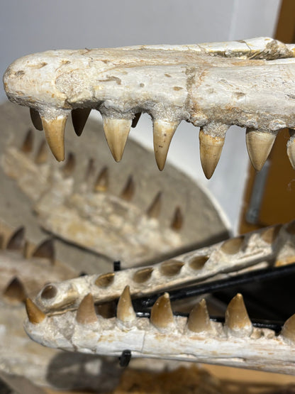Riesiger versteinerter Mosasaurier Kopf über 45cm Länge, Rarität Fossil in bester Qualität, Großhandelspreis Mosasaurus riesiger Wassersaurier