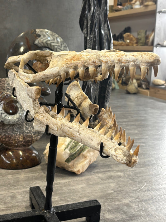 Riesiger versteinerter Mosasaurier Kopf über 45cm Länge, Rarität Fossil in bester Qualität, Großhandelspreis Mosasaurus riesiger Wassersaurier