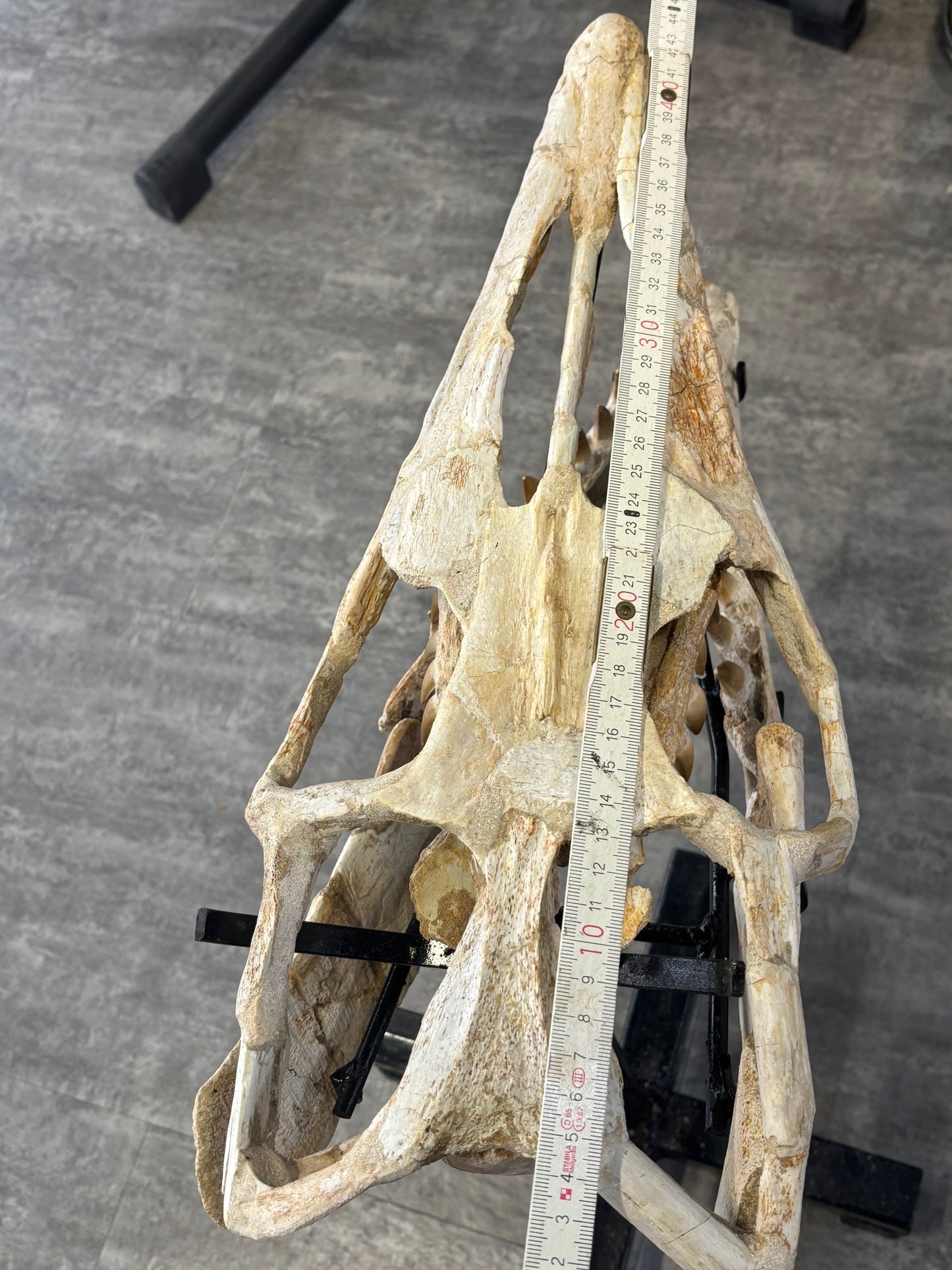 Riesiger versteinerter Mosasaurier Kopf über 45cm Länge, Rarität Fossil in bester Qualität, Großhandelspreis Mosasaurus riesiger Wassersaurier