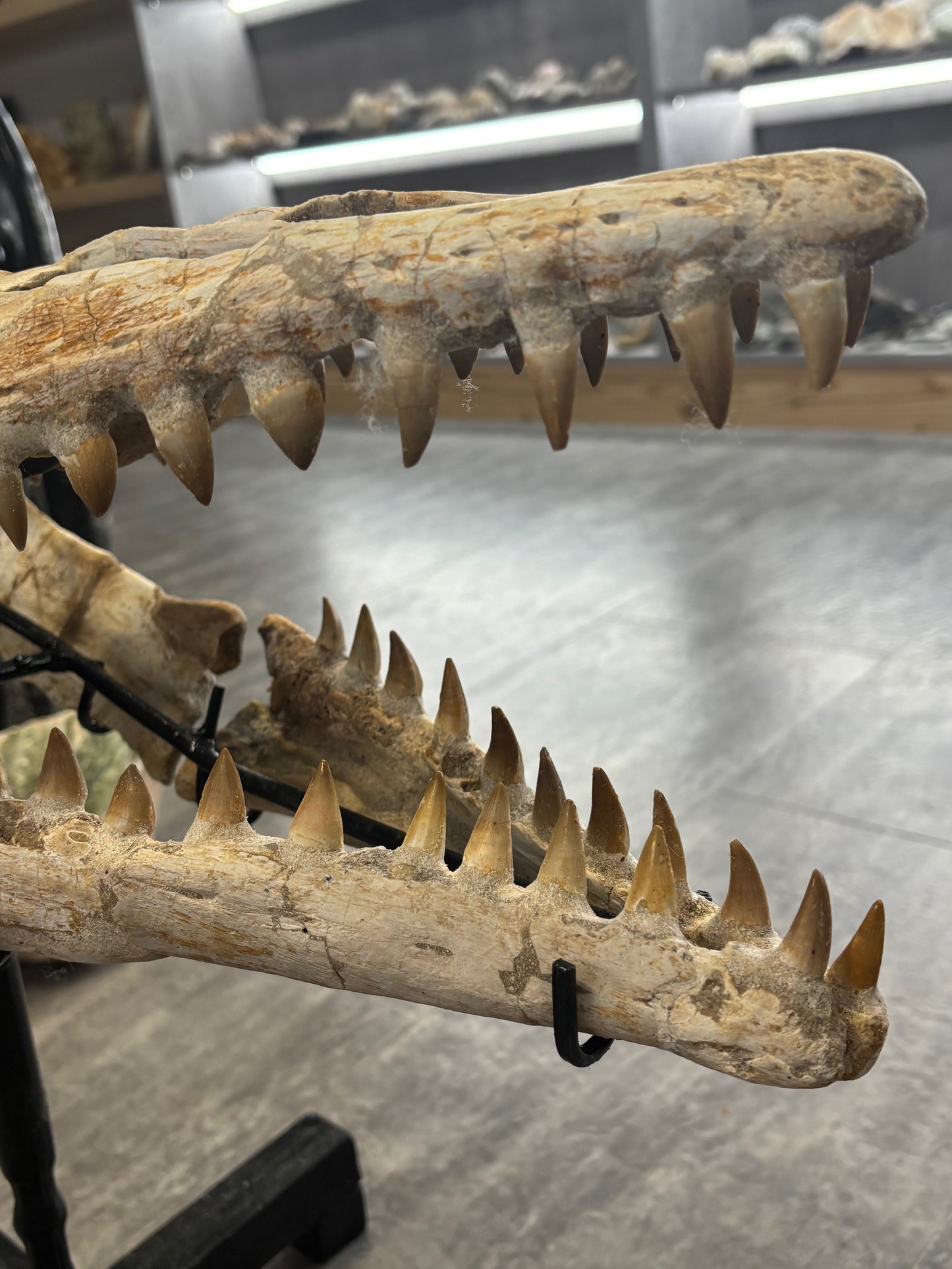 Riesiger versteinerter Mosasaurier Kopf über 45cm Länge, Rarität Fossil in bester Qualität, Großhandelspreis Mosasaurus riesiger Wassersaurier