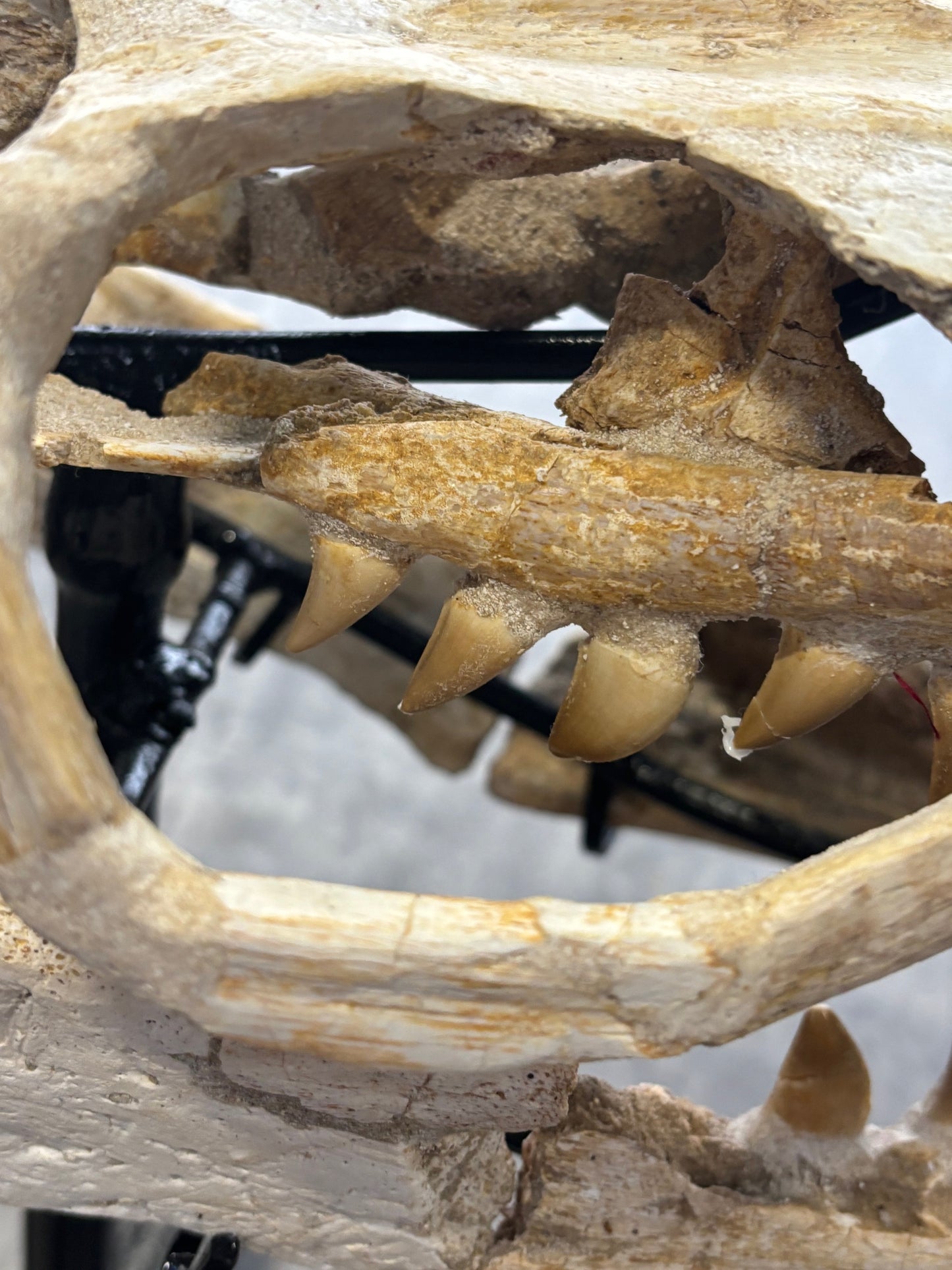 Riesiger versteinerter Mosasaurier Kopf über 45cm Länge, Rarität Fossil in bester Qualität, Großhandelspreis Mosasaurus riesiger Wassersaurier