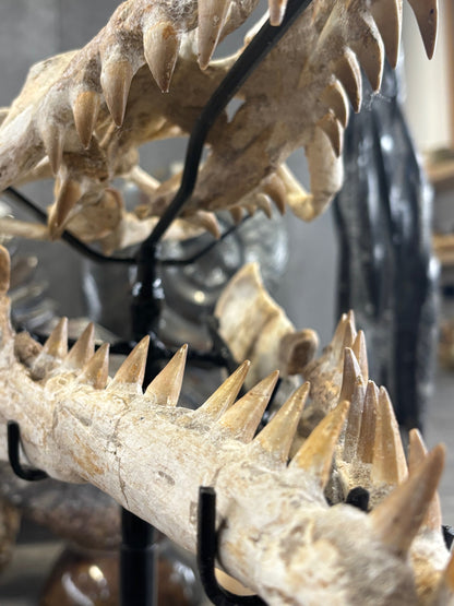 Riesiger versteinerter Mosasaurier Kopf über 45cm Länge, Rarität Fossil in bester Qualität, Großhandelspreis Mosasaurus riesiger Wassersaurier