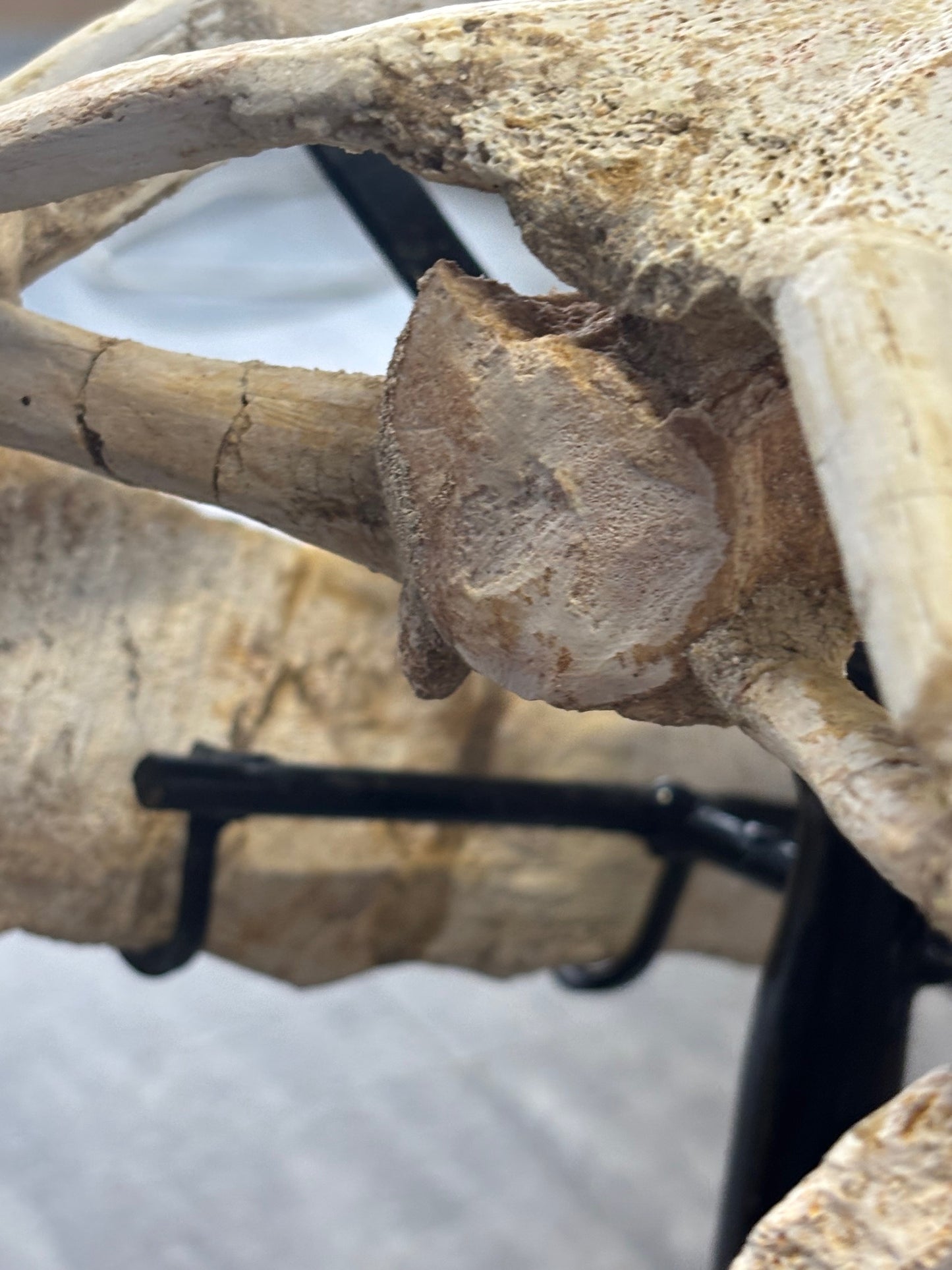 Riesiger versteinerter Mosasaurier Kopf über 45cm Länge, Rarität Fossil in bester Qualität, Großhandelspreis Mosasaurus riesiger Wassersaurier