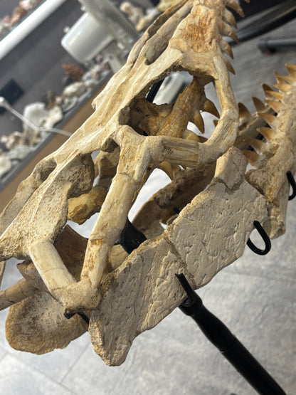 Riesiger versteinerter Mosasaurier Kopf über 45cm Länge, Rarität Fossil in bester Qualität, Großhandelspreis Mosasaurus riesiger Wassersaurier