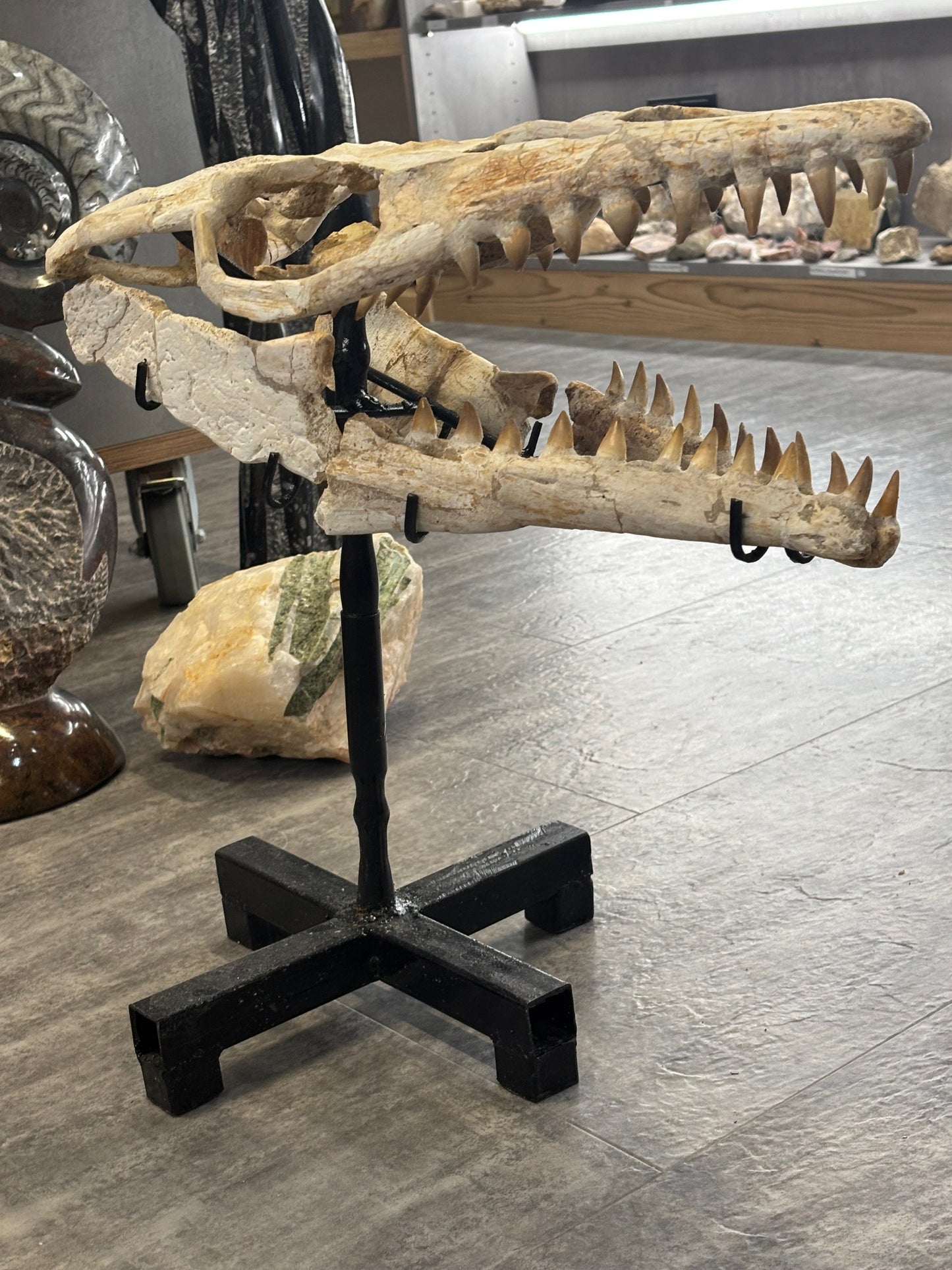 Riesiger versteinerter Mosasaurier Kopf über 45cm Länge, Rarität Fossil in bester Qualität, Großhandelspreis Mosasaurus riesiger Wassersaurier