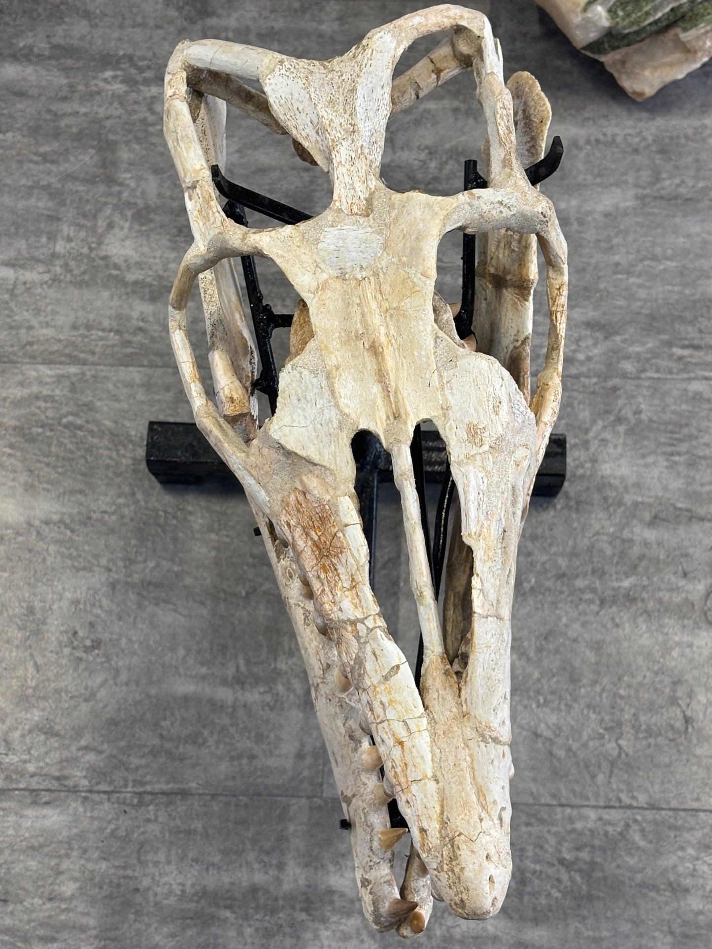 Riesiger versteinerter Mosasaurier Kopf über 45cm Länge, Rarität Fossil in bester Qualität, Großhandelspreis Mosasaurus riesiger Wassersaurier