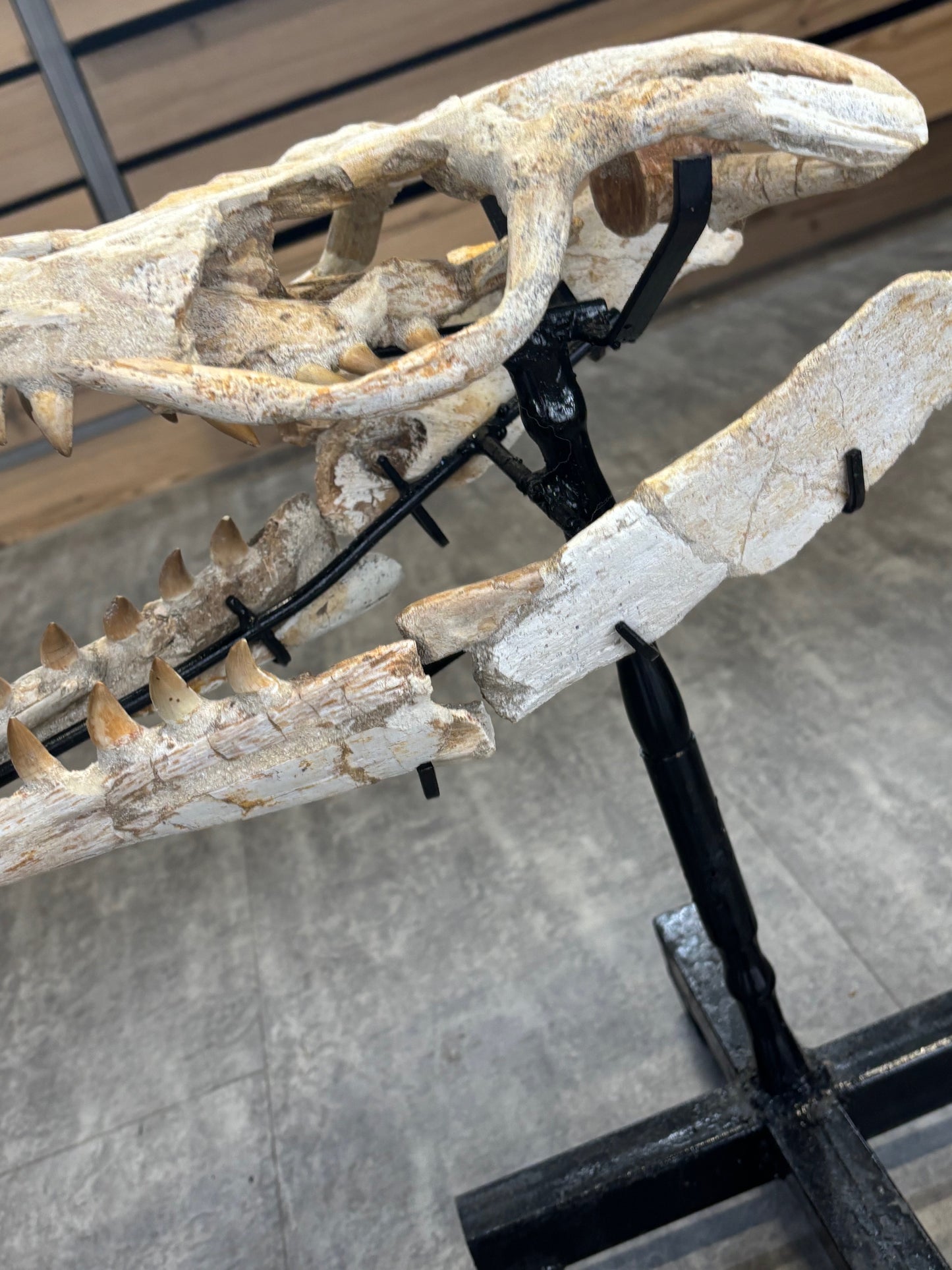 Riesiger versteinerter Mosasaurier Kopf über 45cm Länge, Rarität Fossil in bester Qualität, Großhandelspreis Mosasaurus riesiger Wassersaurier