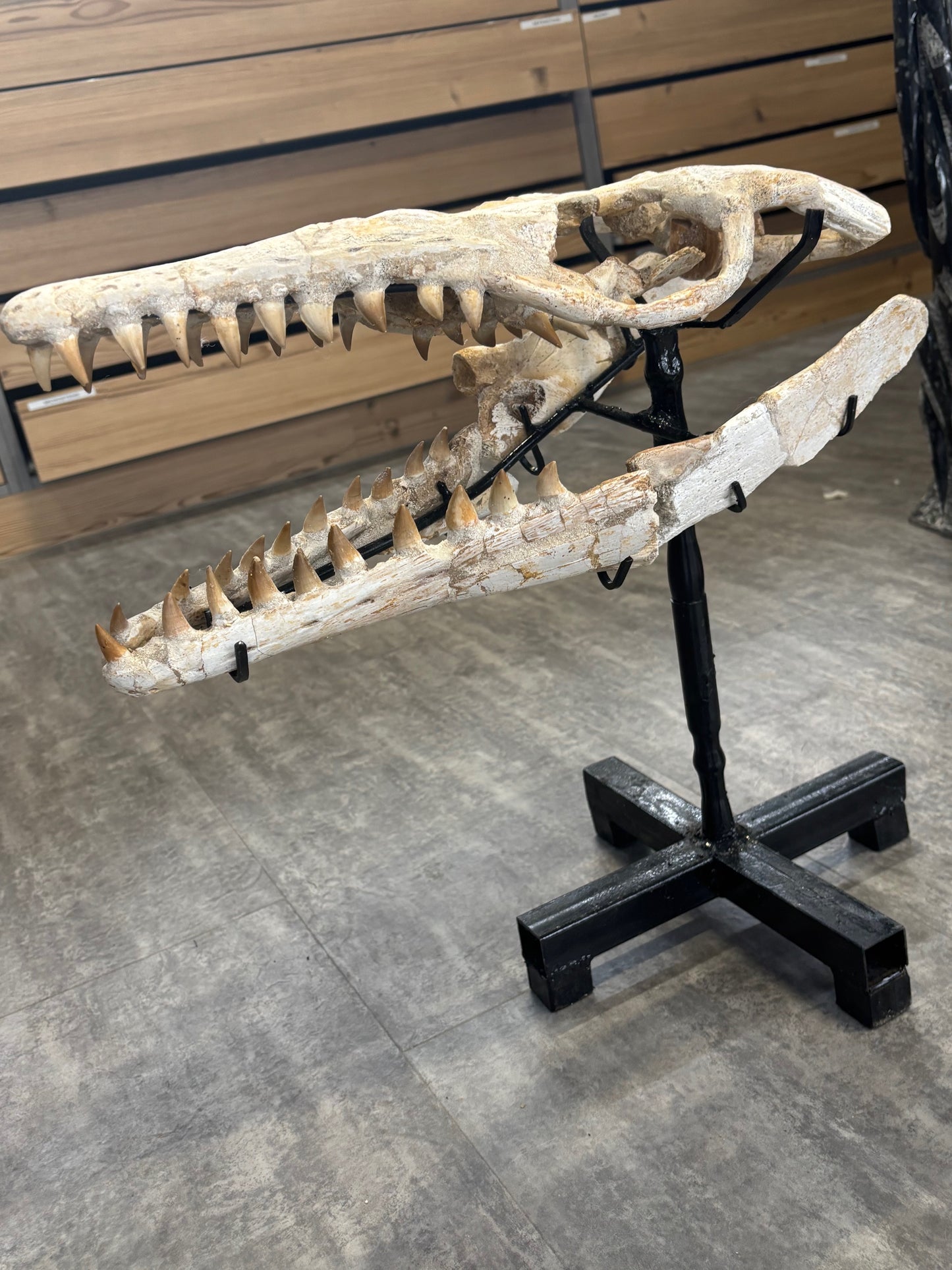 Riesiger versteinerter Mosasaurier Kopf über 45cm Länge, Rarität Fossil in bester Qualität, Großhandelspreis Mosasaurus riesiger Wassersaurier