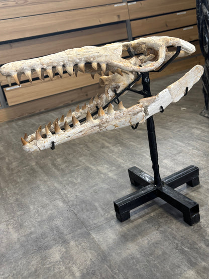 Riesiger versteinerter Mosasaurier Kopf über 45cm Länge, Rarität Fossil in bester Qualität, Großhandelspreis Mosasaurus riesiger Wassersaurier