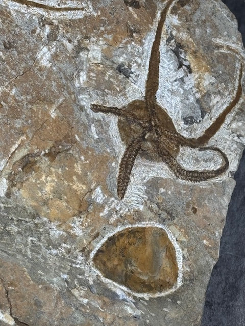 Schlangenstern Fossilienplatte XXL ca. 14,5 Kg in bester Qualität, Seelilien Gastropode Fossilien Muschel Schlangenseestern Fossilienwand Konservatlagerstätten Fossilien Seestern