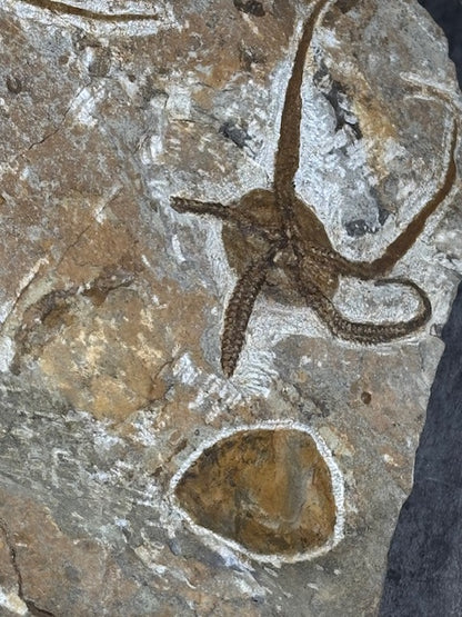 Schlangenstern Fossilienplatte XXL ca. 14,5 Kg in bester Qualität, Seelilien Gastropode Fossilien Muschel Schlangenseestern Fossilienwand Konservatlagerstätten Fossilien Seestern