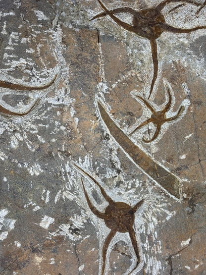 Schlangenstern Fossilienplatte XXL ca. 14,5 Kg in bester Qualität, Seelilien Gastropode Fossilien Muschel Schlangenseestern Fossilienwand Konservatlagerstätten Fossilien Seestern