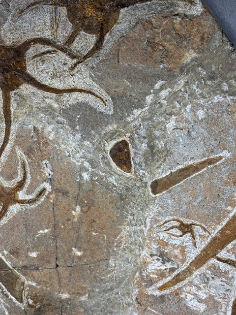 Schlangenstern Fossilienplatte XXL ca. 14,5 Kg in bester Qualität, Seelilien Gastropode Fossilien Muschel Schlangenseestern Fossilienwand Konservatlagerstätten Fossilien Seestern