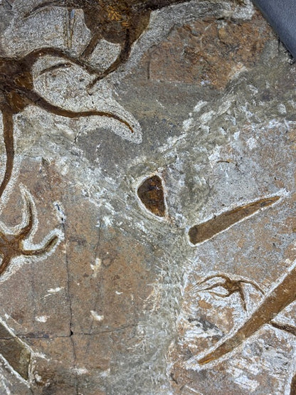 Schlangenstern Fossilienplatte XXL ca. 14,5 Kg in bester Qualität, Seelilien Gastropode Fossilien Muschel Schlangenseestern Fossilienwand Konservatlagerstätten Fossilien Seestern