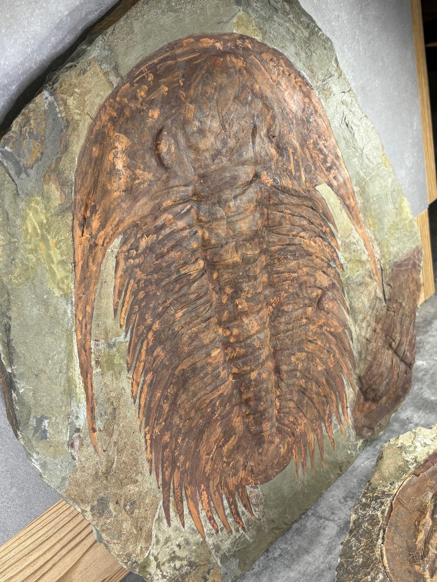 XXL Trilobit in Matrix, Fossilgröße bis zu über 40cm Länge in bester Qualität, Gattung Acadoparadoxides (Paradoxides) durch Hämatit Blutstein versteinert