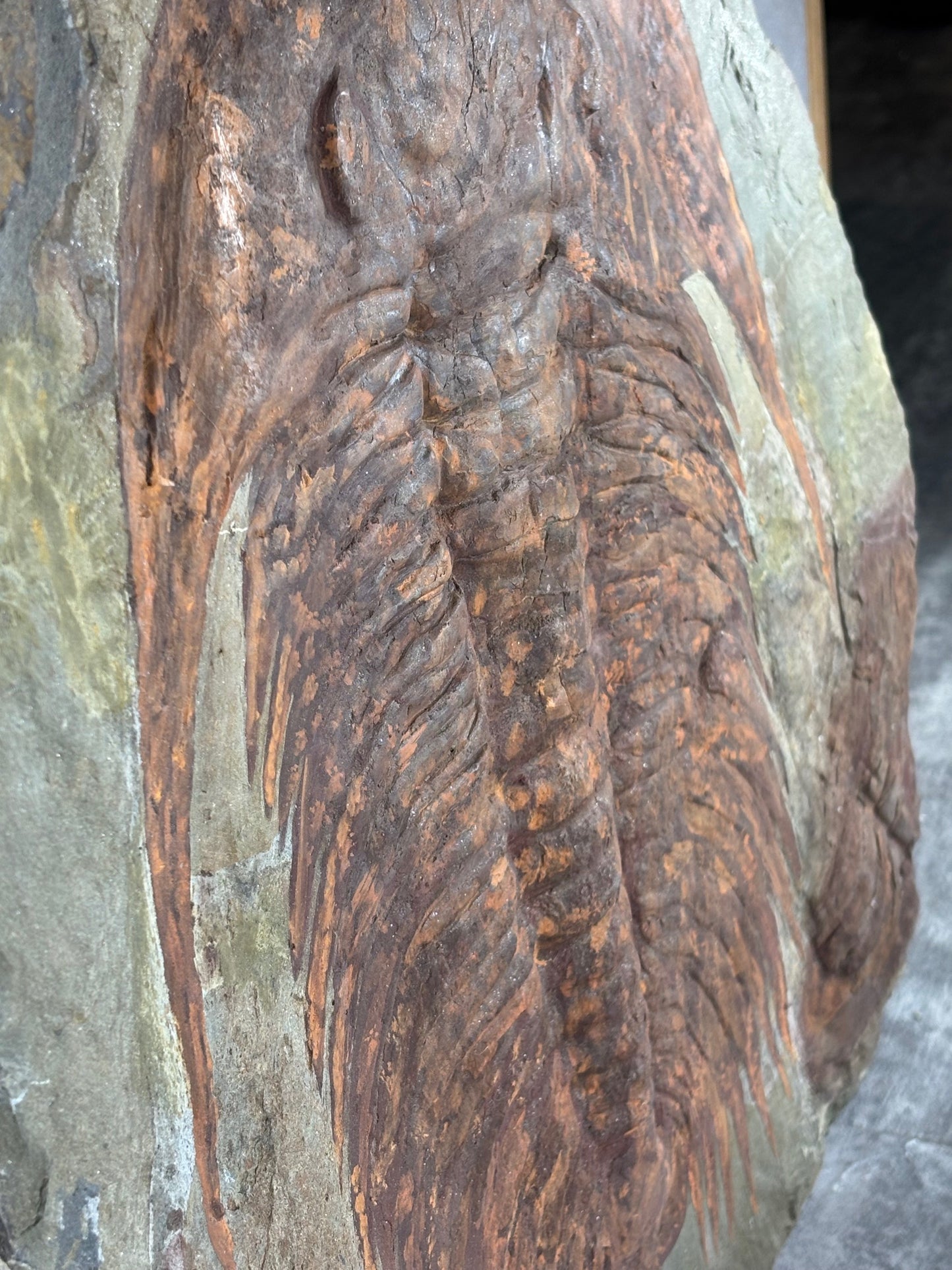 XXL Trilobit in Matrix, Fossilgröße bis zu über 40cm Länge in bester Qualität, Gattung Acadoparadoxides (Paradoxides) durch Hämatit Blutstein versteinert