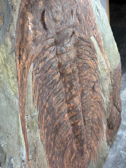 XXL Trilobit in Matrix, Fossilgröße bis zu über 40cm Länge in bester Qualität, Gattung Acadoparadoxides (Paradoxides) durch Hämatit Blutstein versteinert