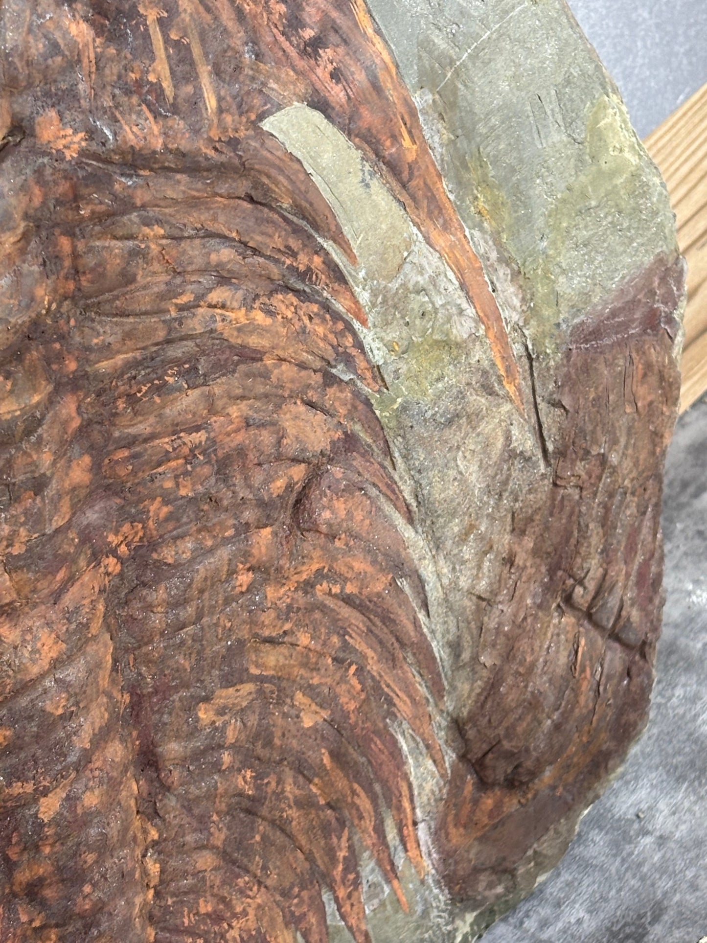 XXL Trilobit in Matrix, Fossilgröße bis zu über 40cm Länge in bester Qualität, Gattung Acadoparadoxides (Paradoxides) durch Hämatit Blutstein versteinert