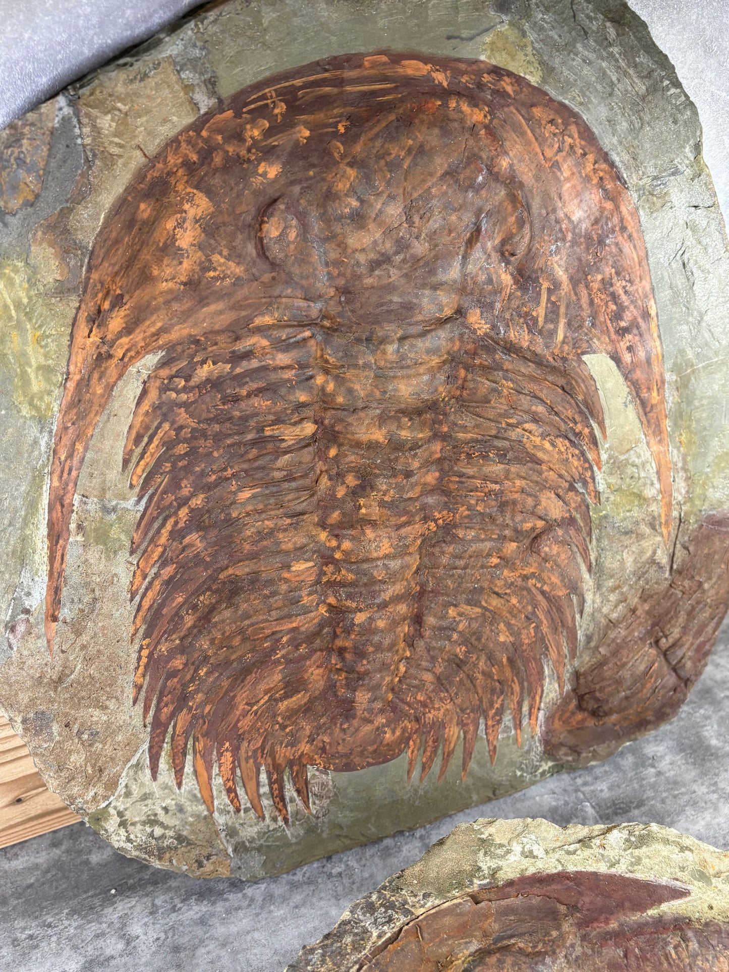 XXL Trilobit in Matrix, Fossilgröße bis zu über 40cm Länge in bester Qualität, Gattung Acadoparadoxides (Paradoxides) durch Hämatit Blutstein versteinert