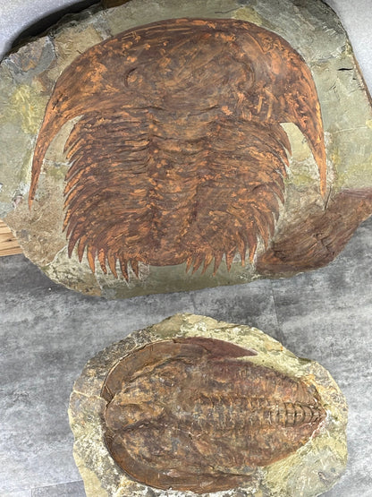 XXL Trilobit in Matrix, Fossilgröße bis zu über 40cm Länge in bester Qualität, Gattung Acadoparadoxides (Paradoxides) durch Hämatit Blutstein versteinert