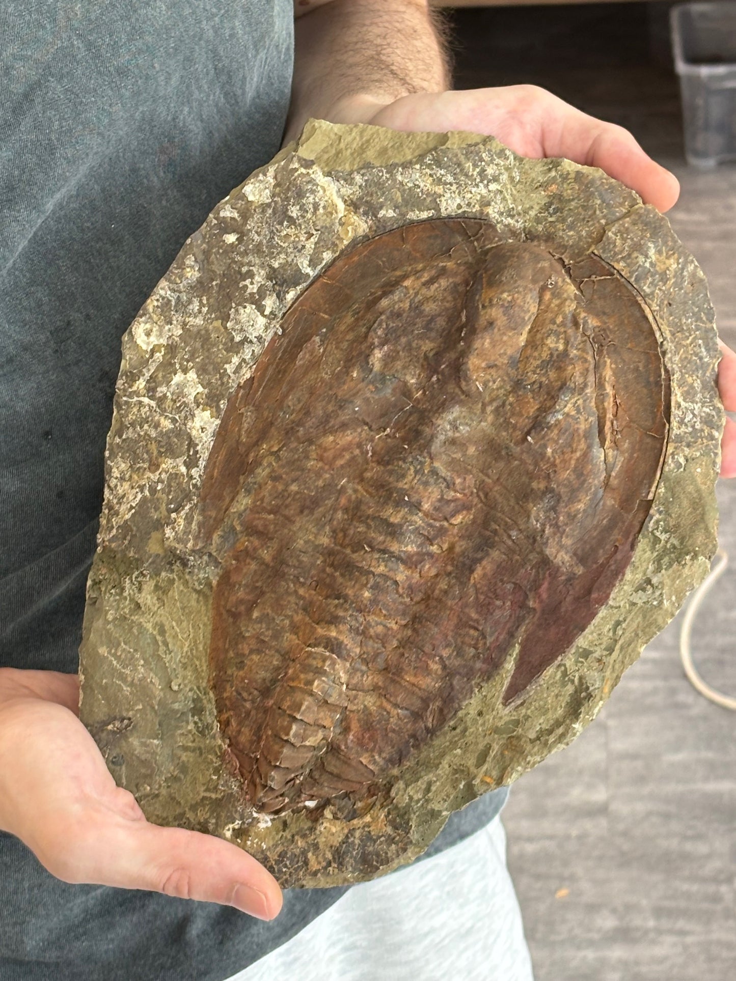 XXL Trilobit in Matrix, Fossilgröße bis zu über 40cm Länge in bester Qualität, Gattung Acadoparadoxides (Paradoxides) durch Hämatit Blutstein versteinert
