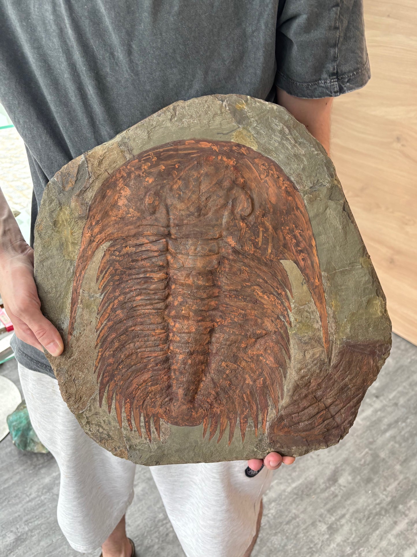 XXL Trilobit in Matrix, Fossilgröße bis zu über 40cm Länge in bester Qualität, Gattung Acadoparadoxides (Paradoxides) durch Hämatit Blutstein versteinert