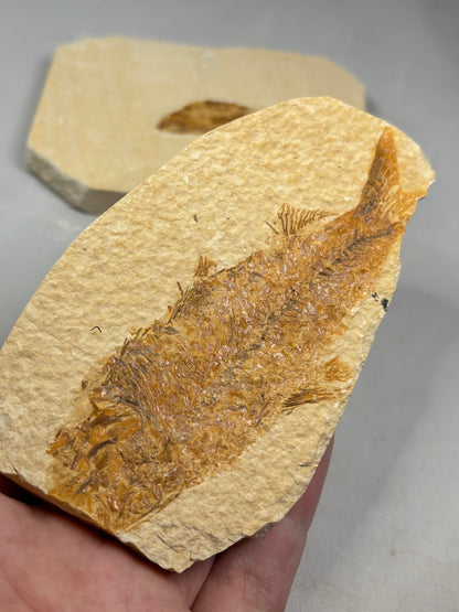 Versteinerte Fische in Matrix, beste Qualität Wyoming USA, Knightia eocaena Hering, Garnelen wie Bechleja rostrata oder Carpopenaeus