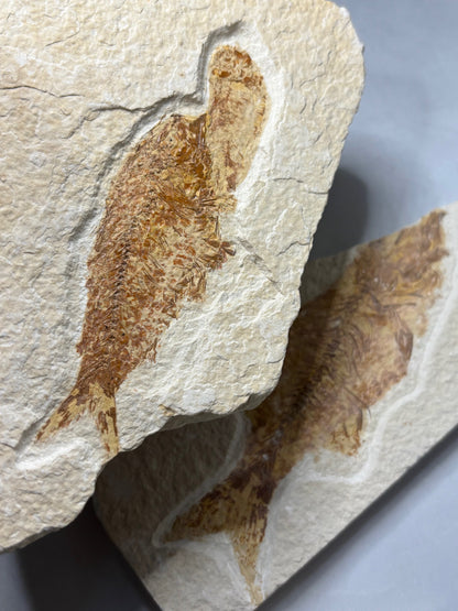 Versteinerte Fische in Matrix, beste Qualität Wyoming USA, Knightia eocaena Hering, Garnelen wie Bechleja rostrata oder Carpopenaeus