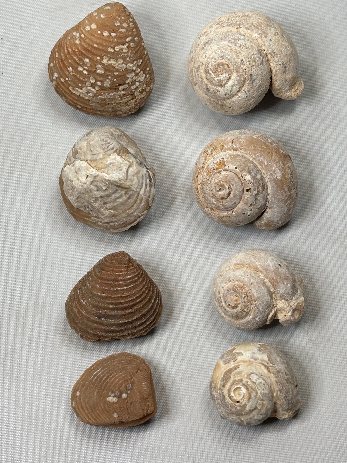 Versteinerte Muschel & Schnecken, in bester Qualität, Schnecke Gattung Pseudolivella & Muschel Gattung: Venericardia (Acanthocardia) Eozän Marokko ca. 45 millionen Jahre Großhandelspreis