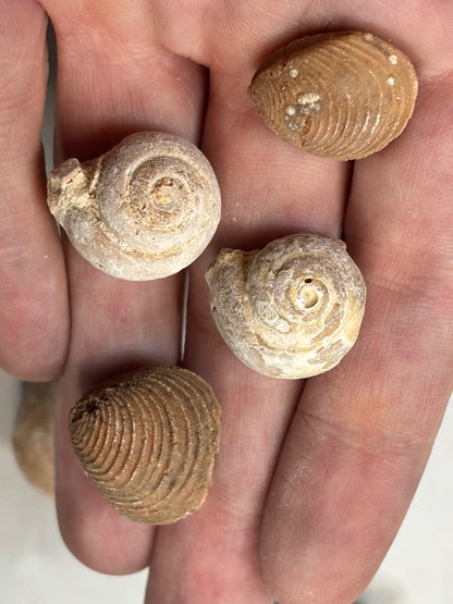 Versteinerte Muschel & Schnecken, in bester Qualität, Schnecke Gattung Pseudolivella & Muschel Gattung: Venericardia (Acanthocardia) Eozän Marokko ca. 45 millionen Jahre Großhandelspreis