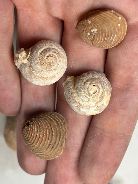 Versteinerte Muschel & Schnecken, in bester Qualität, Schnecke Gattung Pseudolivella & Muschel Gattung: Venericardia (Acanthocardia) Eozän Marokko ca. 45 millionen Jahre Großhandelspreis