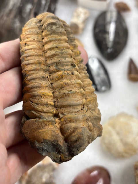 Fossilien Sammlung groß ideal für Einsteiger in bester Qualität