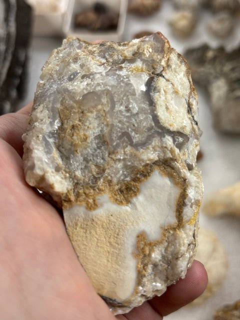 Fossilien Sammlung groß ideal für Einsteiger in bester Qualität