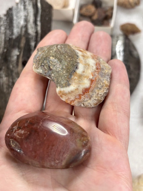 Fossilien Sammlung groß ideal für Einsteiger in bester Qualität