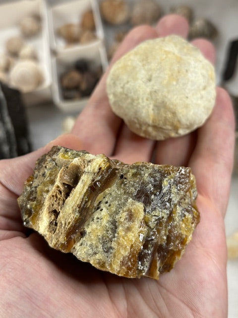 Fossilien Sammlung groß ideal für Einsteiger in bester Qualität