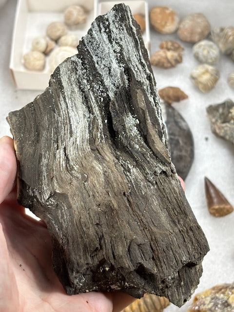 Fossilien Sammlung groß ideal für Einsteiger in bester Qualität