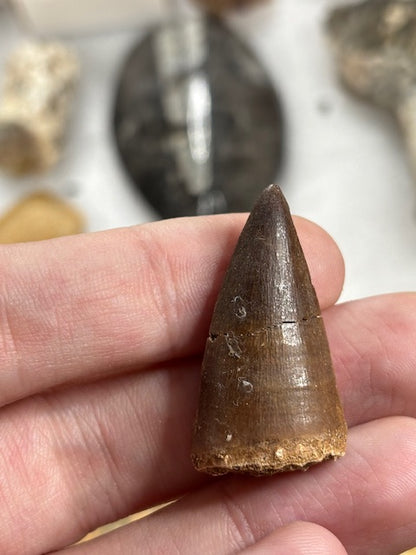Fossilien Sammlung groß ideal für Einsteiger in bester Qualität