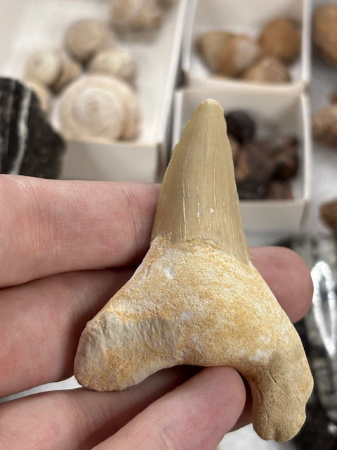 Fossilien Sammlung groß ideal für Einsteiger in bester Qualität