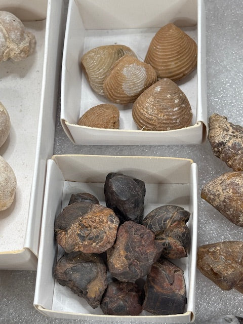 Fossilien Sammlung groß ideal für Einsteiger in bester Qualität