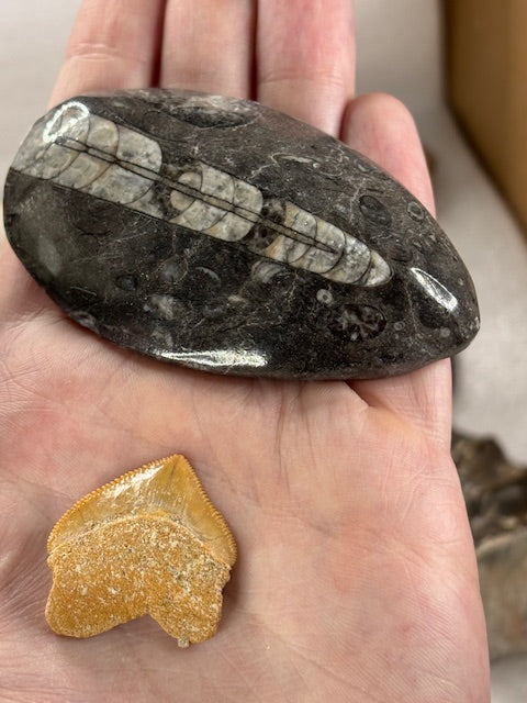 Fossilien Sammlung groß ideal für Einsteiger in bester Qualität