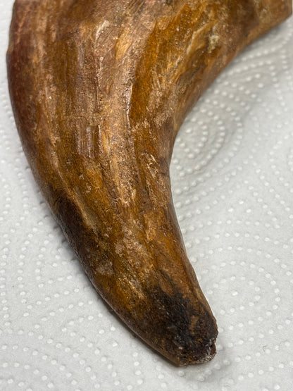 Carcharodontosaurier Kralle XXL ca. 19cm, mit Zertifikat!, naturbelassen Museum, afrikanischer T. Rex Kem Kem Marokko