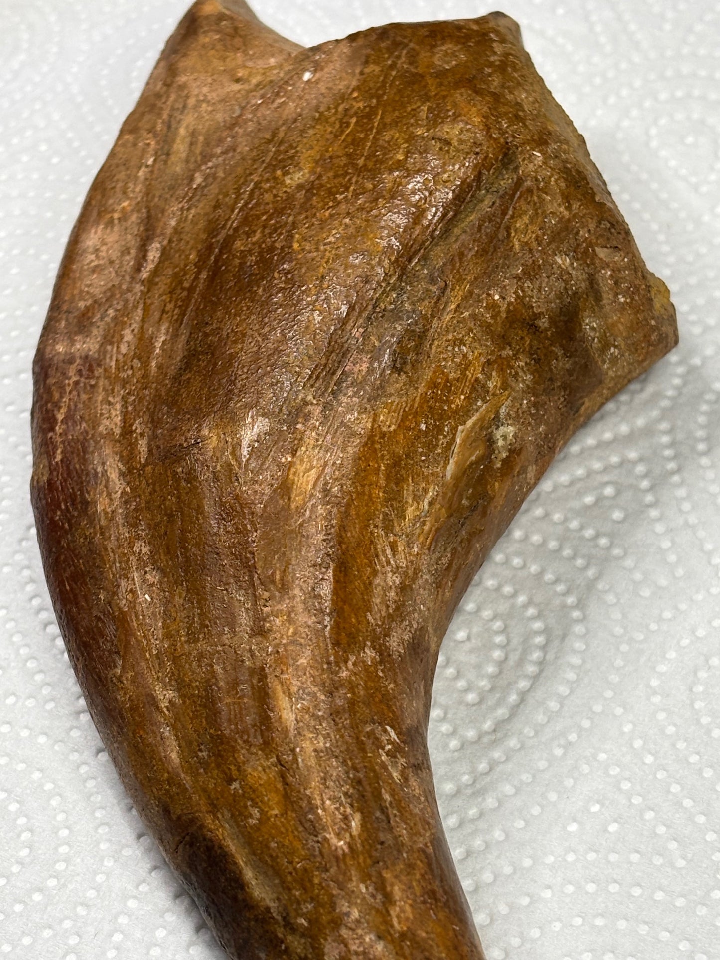 Carcharodontosaurier Kralle XXL ca. 19cm, mit Zertifikat!, naturbelassen Museum, afrikanischer T. Rex Kem Kem Marokko