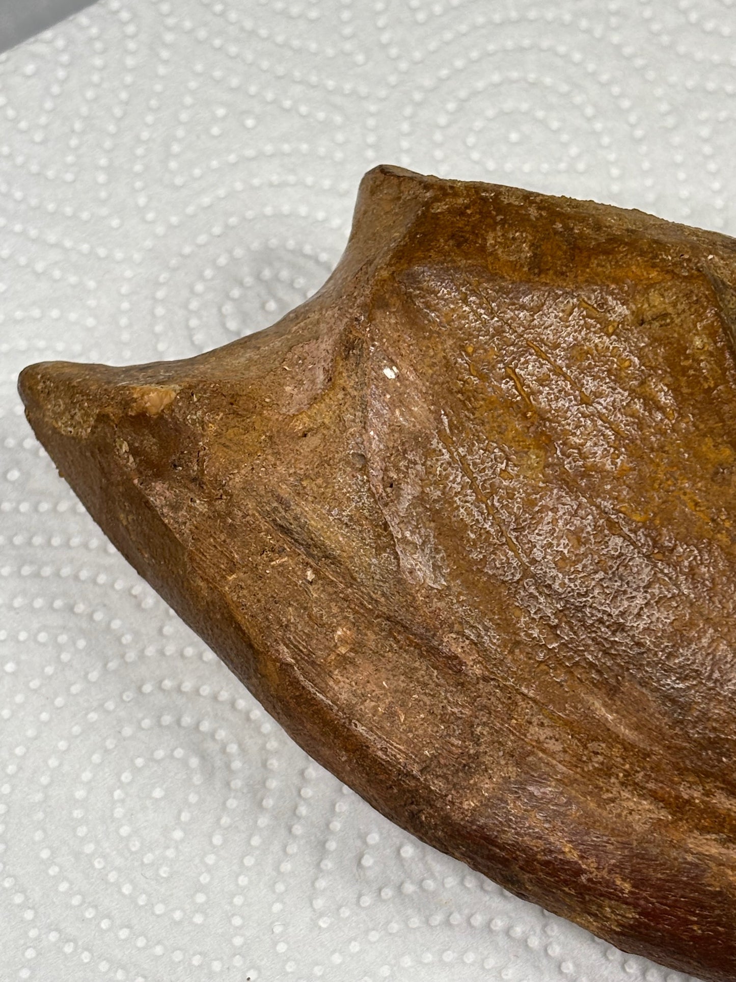Carcharodontosaurier Kralle XXL ca. 19cm, mit Zertifikat!, naturbelassen Museum, afrikanischer T. Rex Kem Kem Marokko