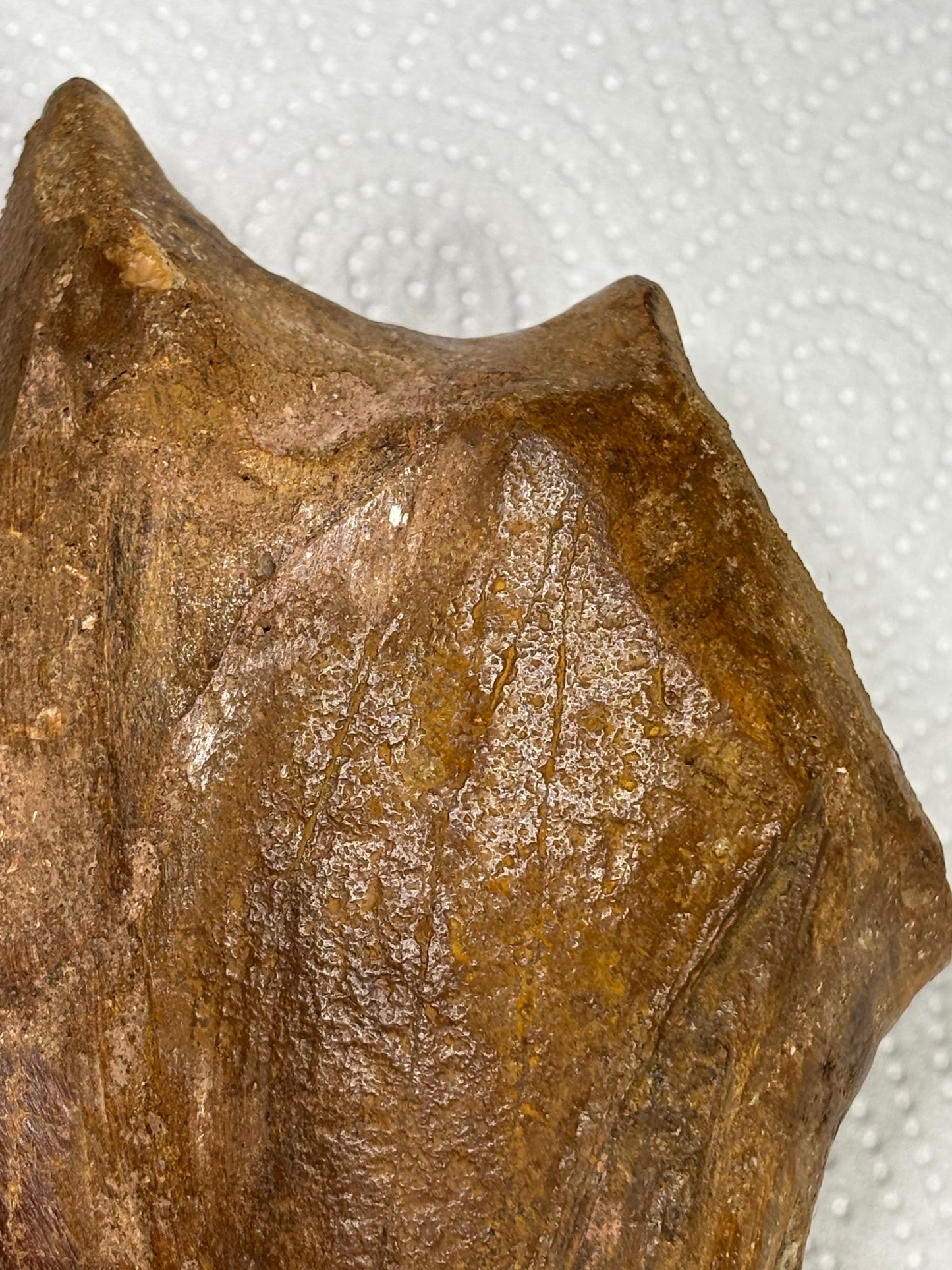 Carcharodontosaurier Kralle XXL ca. 19cm, mit Zertifikat!, naturbelassen Museum, afrikanischer T. Rex Kem Kem Marokko
