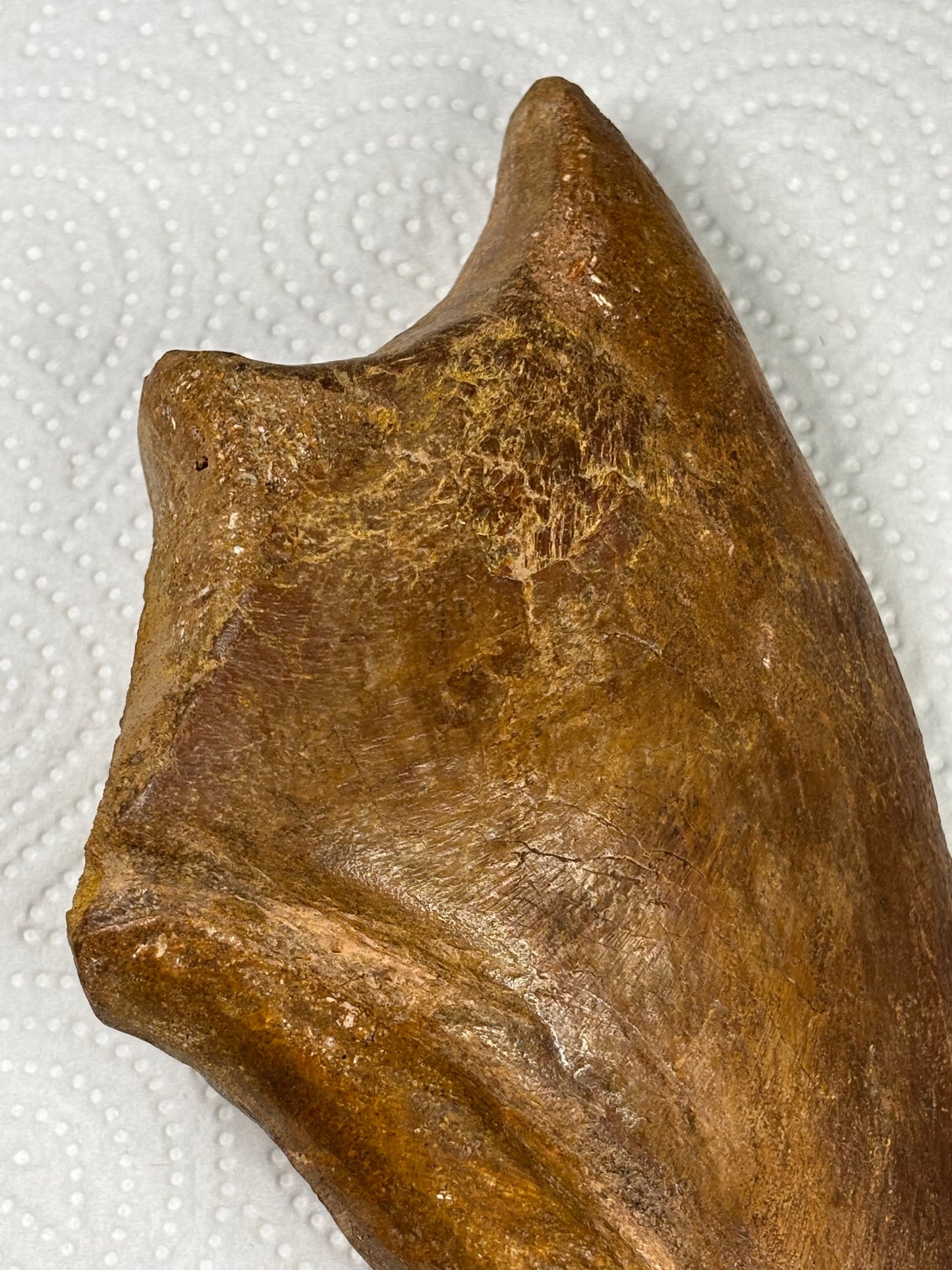 Carcharodontosaurier Kralle XXL ca. 19cm, mit Zertifikat!, naturbelassen Museum, afrikanischer T. Rex Kem Kem Marokko