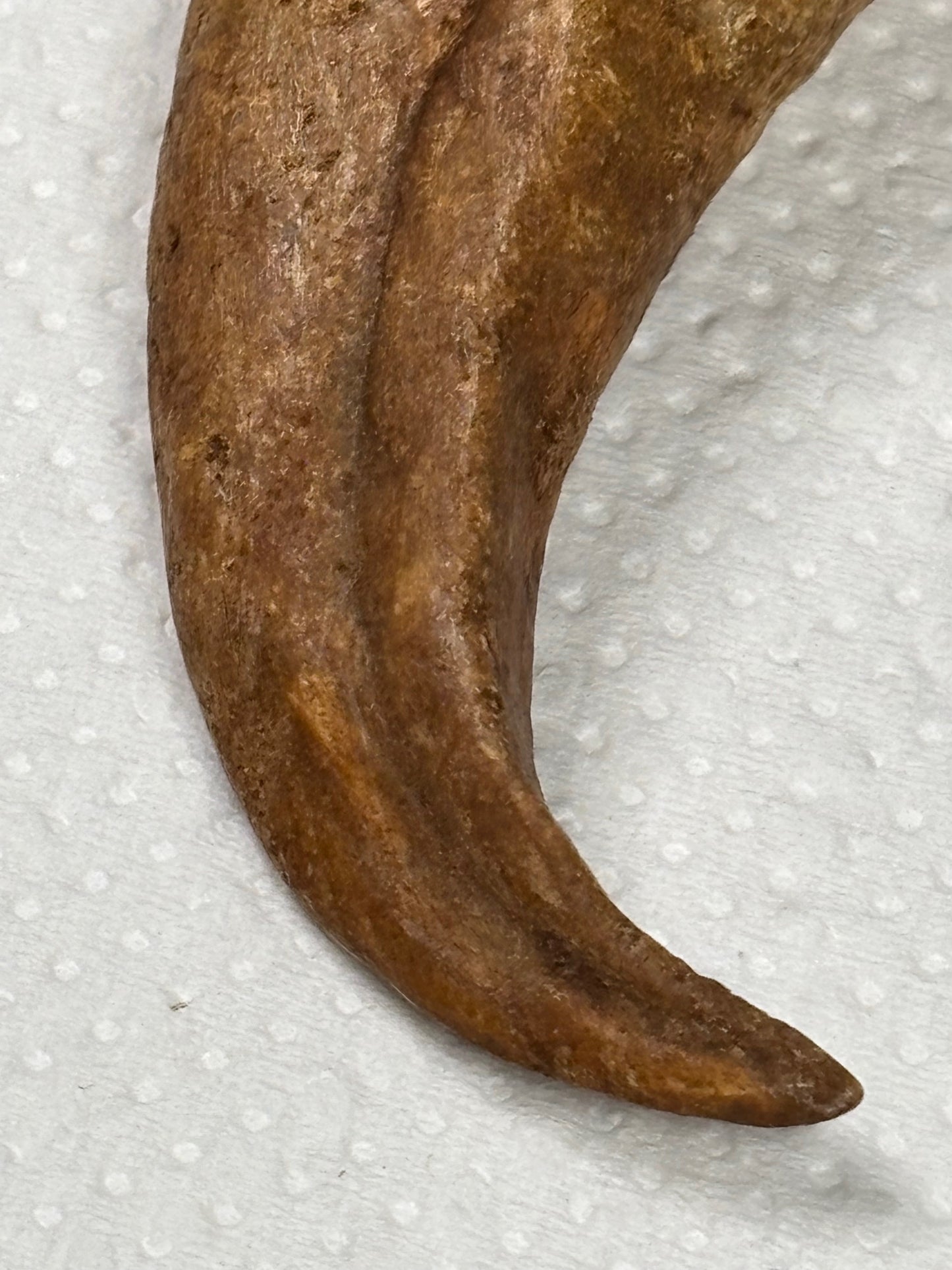 Carcharodontosaurier Handkralle groß ca. 6,5cm, mit Zertifikat!, naturbelassen Museum, afrikanischer T. Rex Kem Kem Marokko