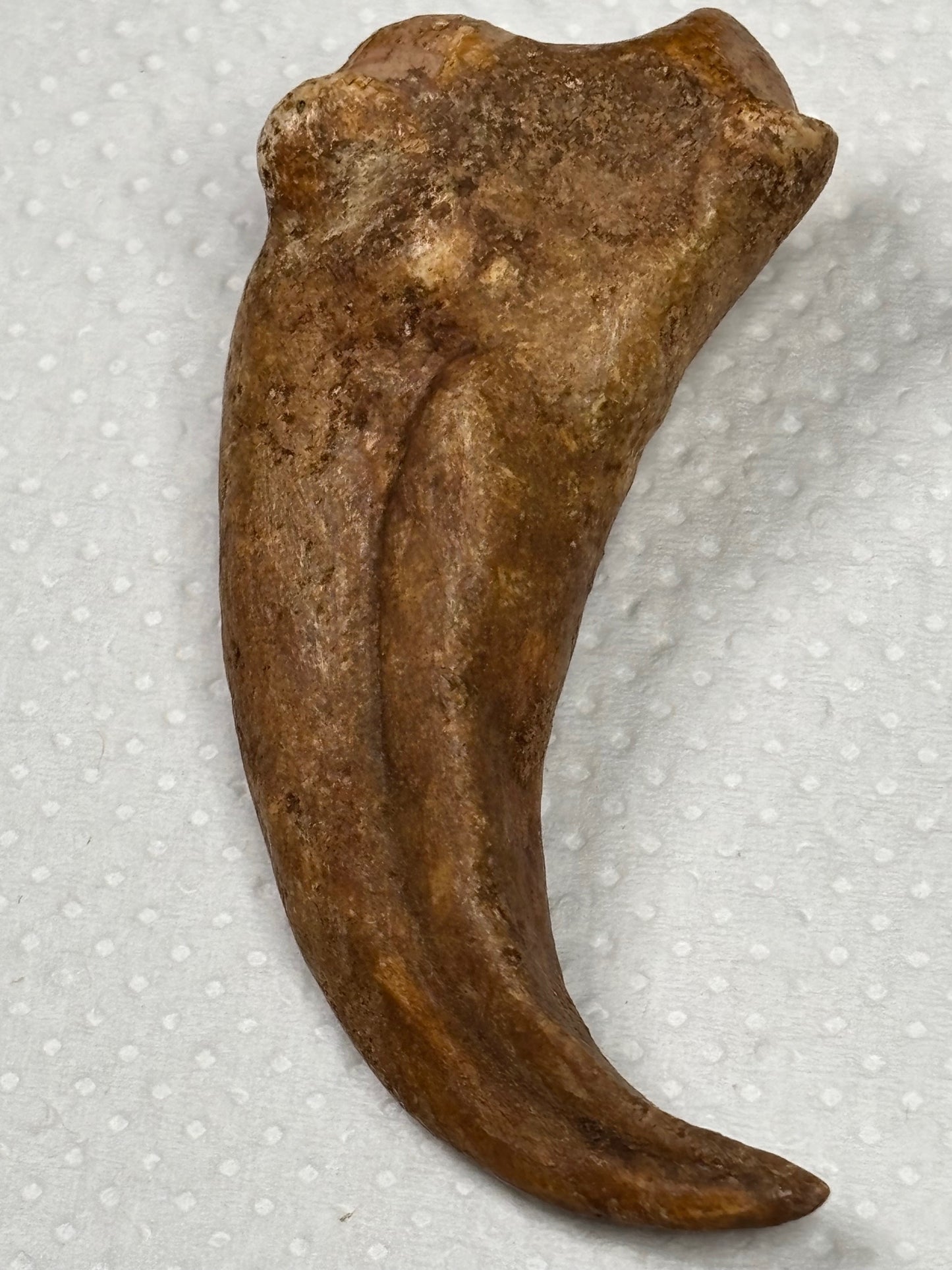 Carcharodontosaurier Handkralle groß ca. 6,5cm, mit Zertifikat!, naturbelassen Museum, afrikanischer T. Rex Kem Kem Marokko
