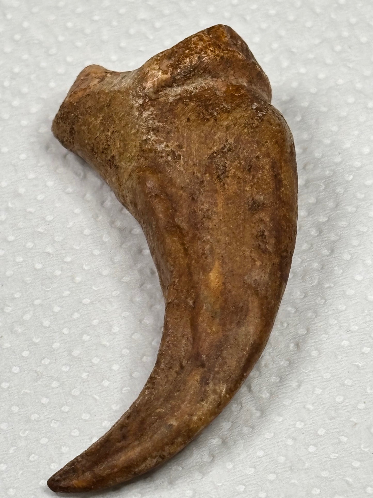 Carcharodontosaurier Handkralle groß ca. 6,5cm, mit Zertifikat!, naturbelassen Museum, afrikanischer T. Rex Kem Kem Marokko