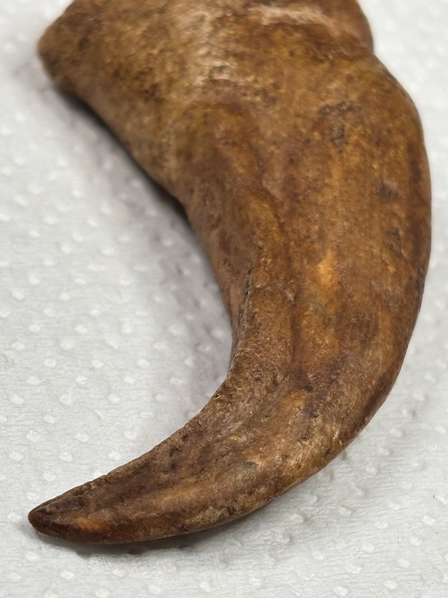 Carcharodontosaurier Handkralle groß ca. 6,5cm, mit Zertifikat!, naturbelassen Museum, afrikanischer T. Rex Kem Kem Marokko